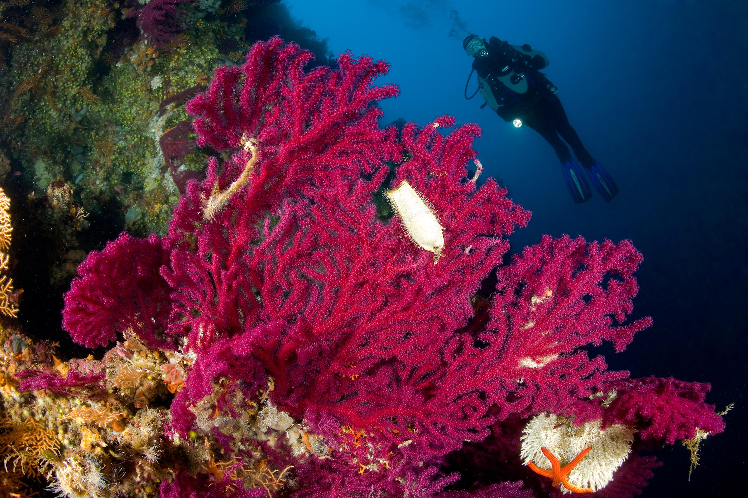 Red gorgonian wall and diver near Vis